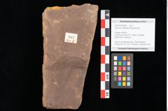 Foto (Objekt + Etikett) von Quercus palaeoilex Ettingshausen (NHMW-GEO-2024-0188-0887)